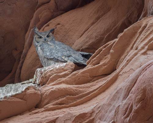 Great Horned Owl in Slot Canyon